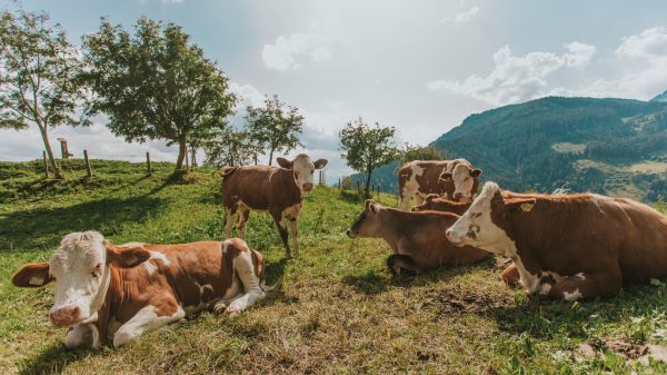 © JO Salzburg & Salzburger Sonnenterasse © JO Salzburg & Salzburger Sonnenterasse